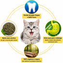 Kit com 15 Gravetos Naturais de Matatabi para Gatos – Mordedor Natural para Higiene Bucal e Diversão