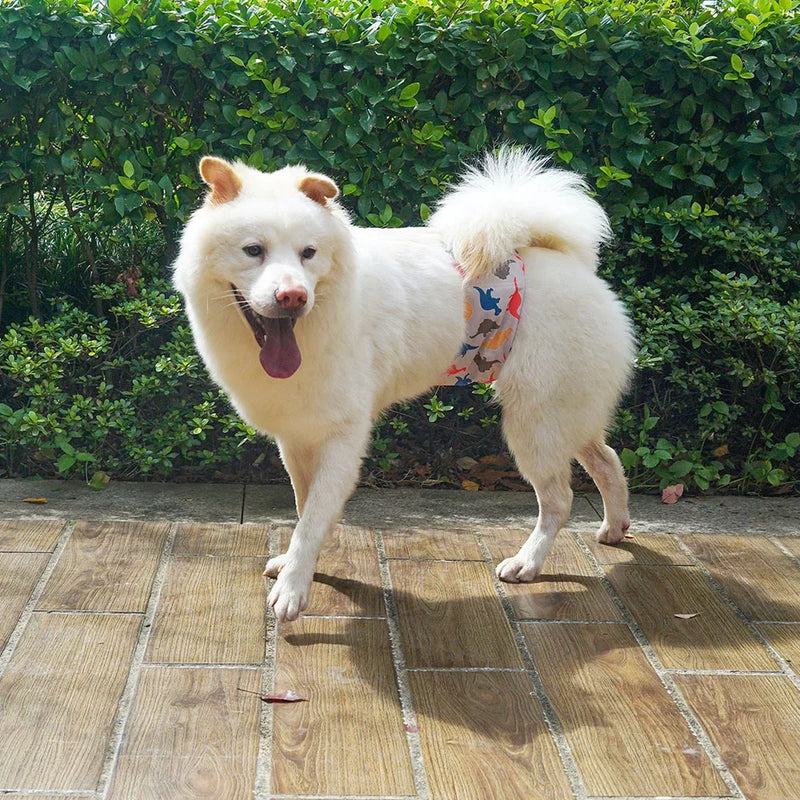 Cachorro macho usando faixa abdominal fralda lavável e reutilizável em tecido confortável ajustado na cintura.