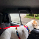 Cinto de Segurança 2 em 1 para Cães com Guia Ajustável em Nylon | Ideal para Carros e Passeios