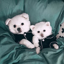 Pijama para Cachorro Pequeno de Verão | Roupa Leve e Confortável para Chihuahua, Yorkshire e Filhotes