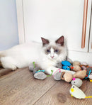 Kit de Ratinhos com Catnip para Gatos – Brinquedo Interativo com Chocalho para Estimular a Caça e Diversão