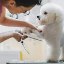 Kit 4 Tesouras para Tosa de Cães e Gatos – Aço Inox com Pontas Arredondadas para Corte Preciso