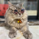 Óculos de Sol Redondos Vintage luxo para Cachorros e Gatos | Acessório Estiloso para Pets de Pequeno Porte